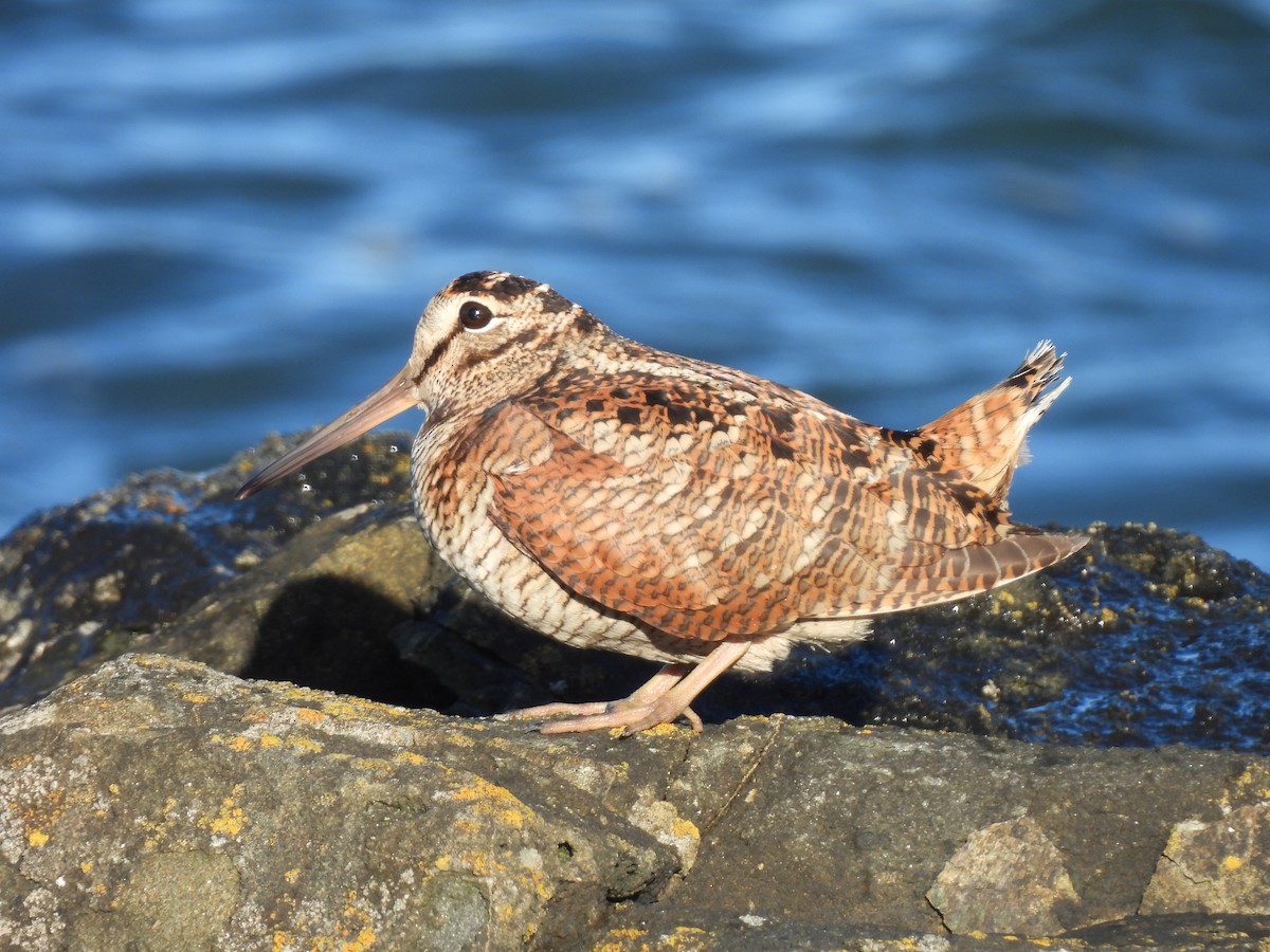 ヤマシギ - ML652578981