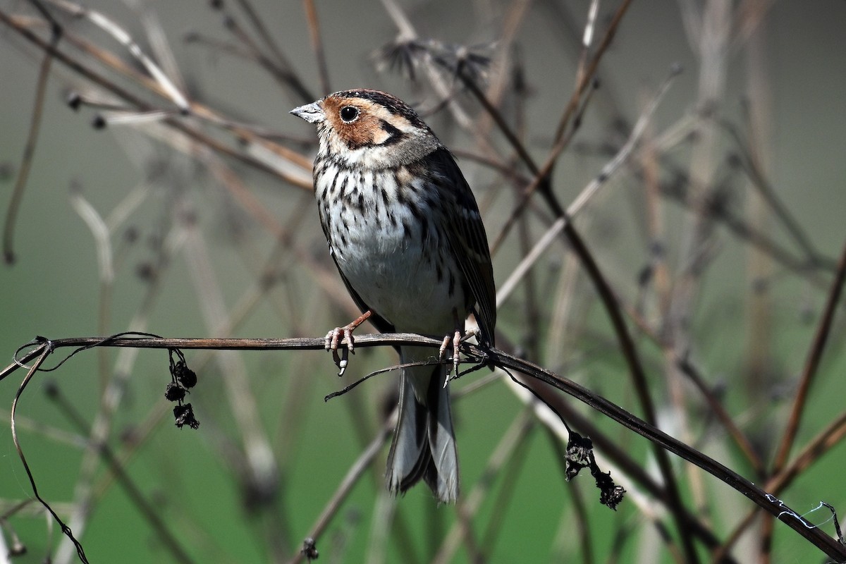 コホオアカ - ML652578982