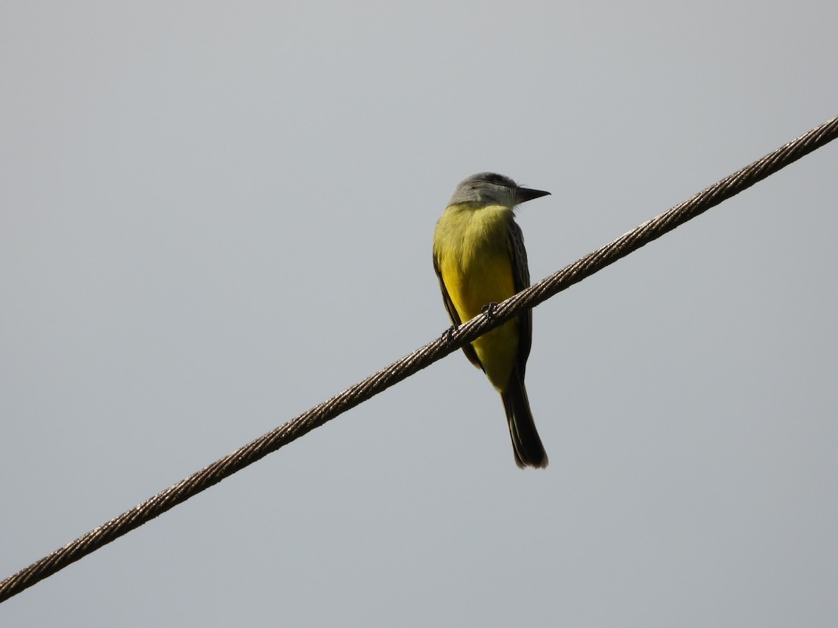 オリーブタイランチョウ／ヒガシオリーブタイランチョウ - ML652578984