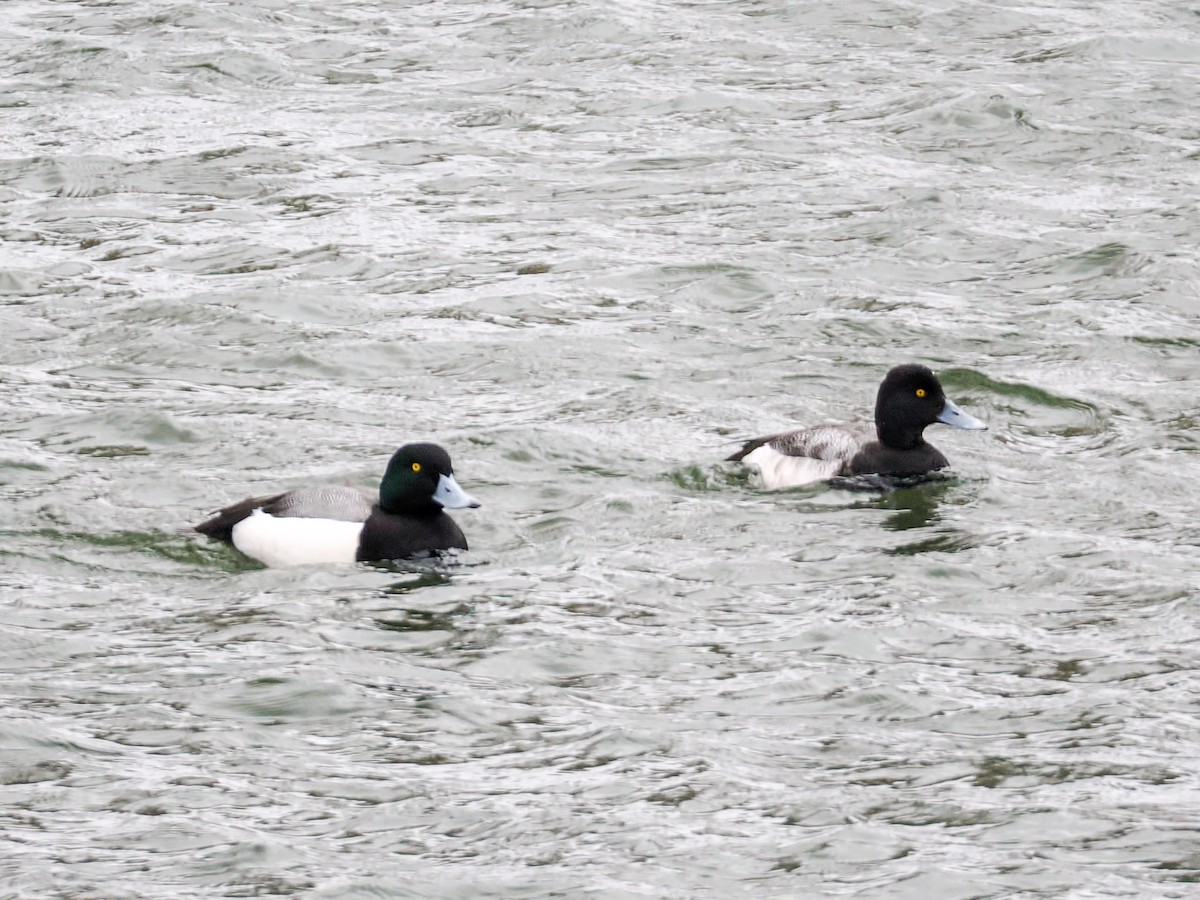 コスズガモ - ML652578985