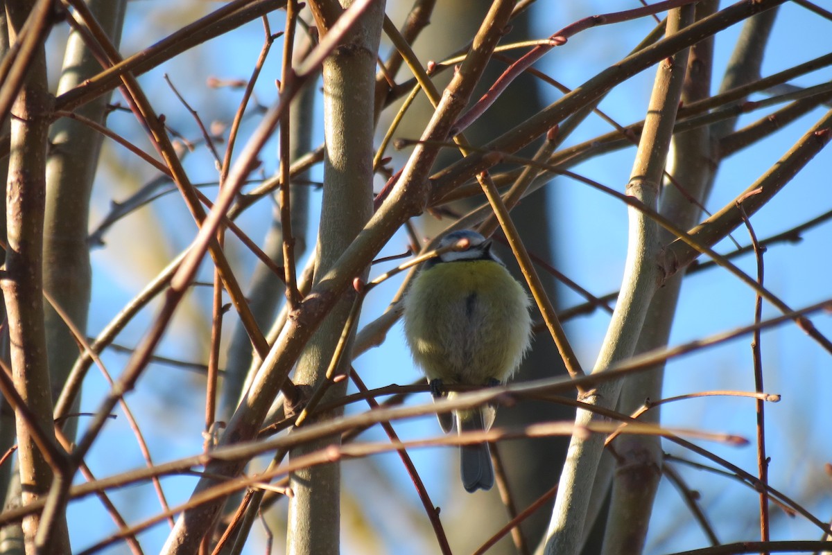 アオガラ - ML652578986