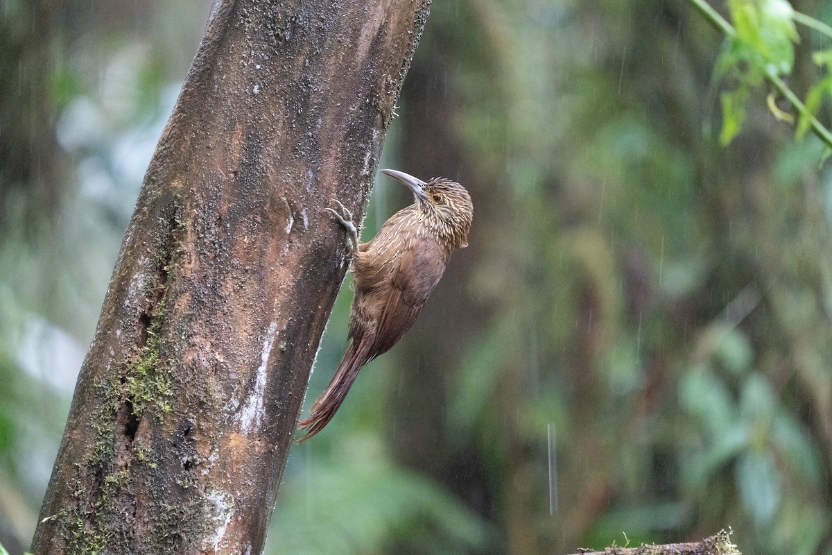 ハシブトオニキバシリ - ML652578988