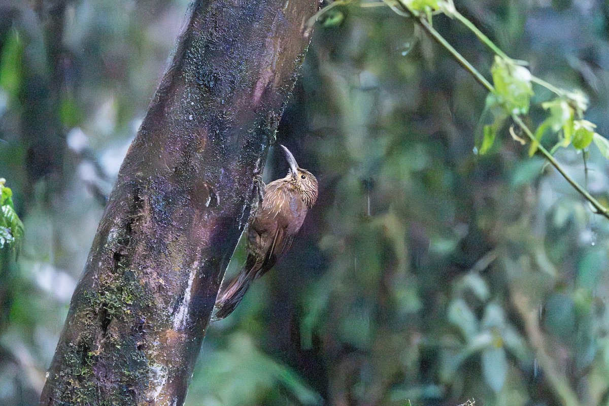 ハシブトオニキバシリ - ML652578989