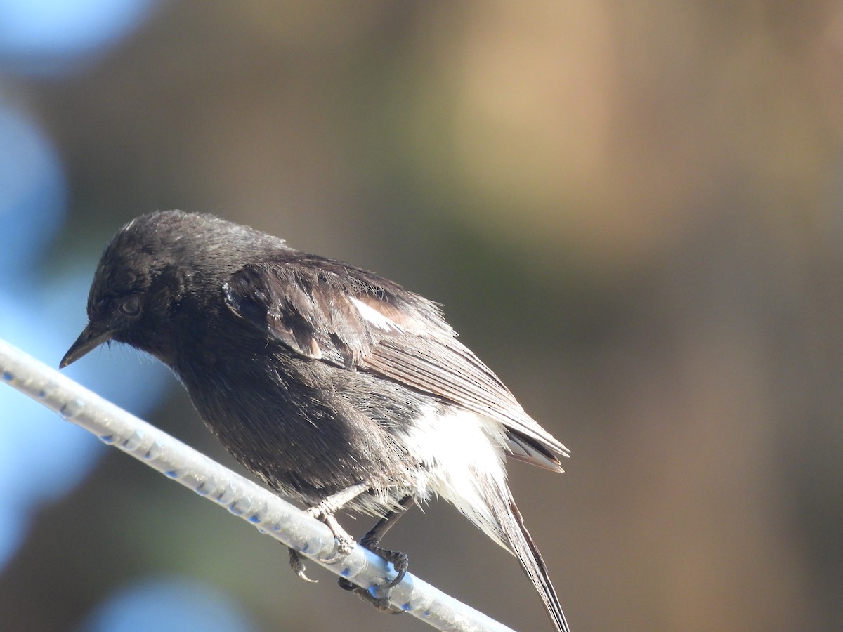 クロノビタキ - ML652578990