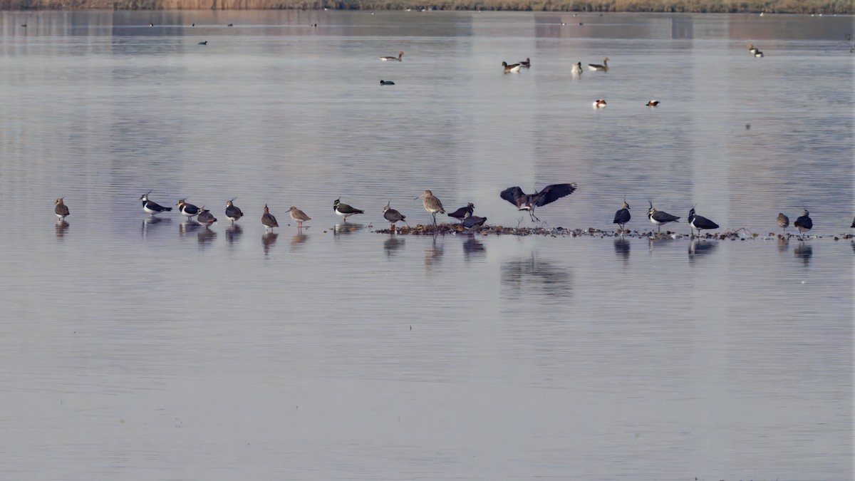 タゲリ - ML652578991