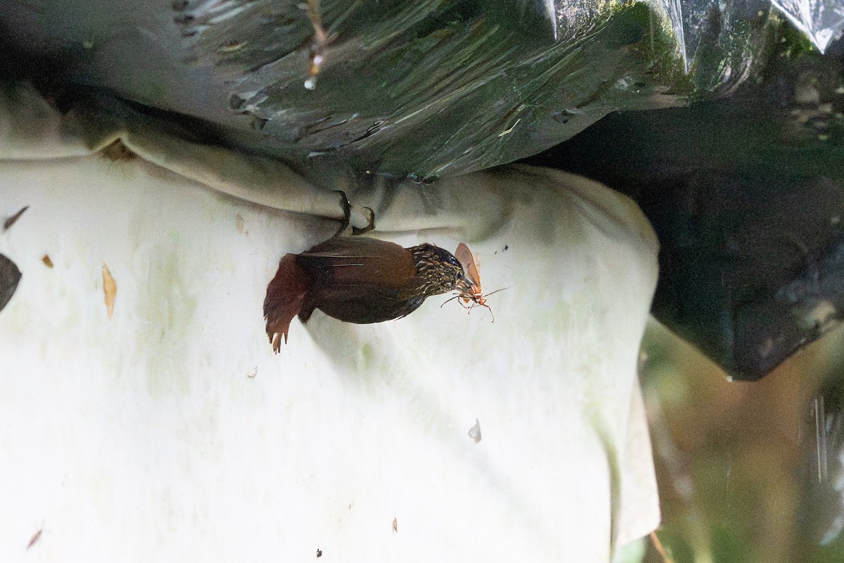 シロボシオニキバシリ - ML652578992