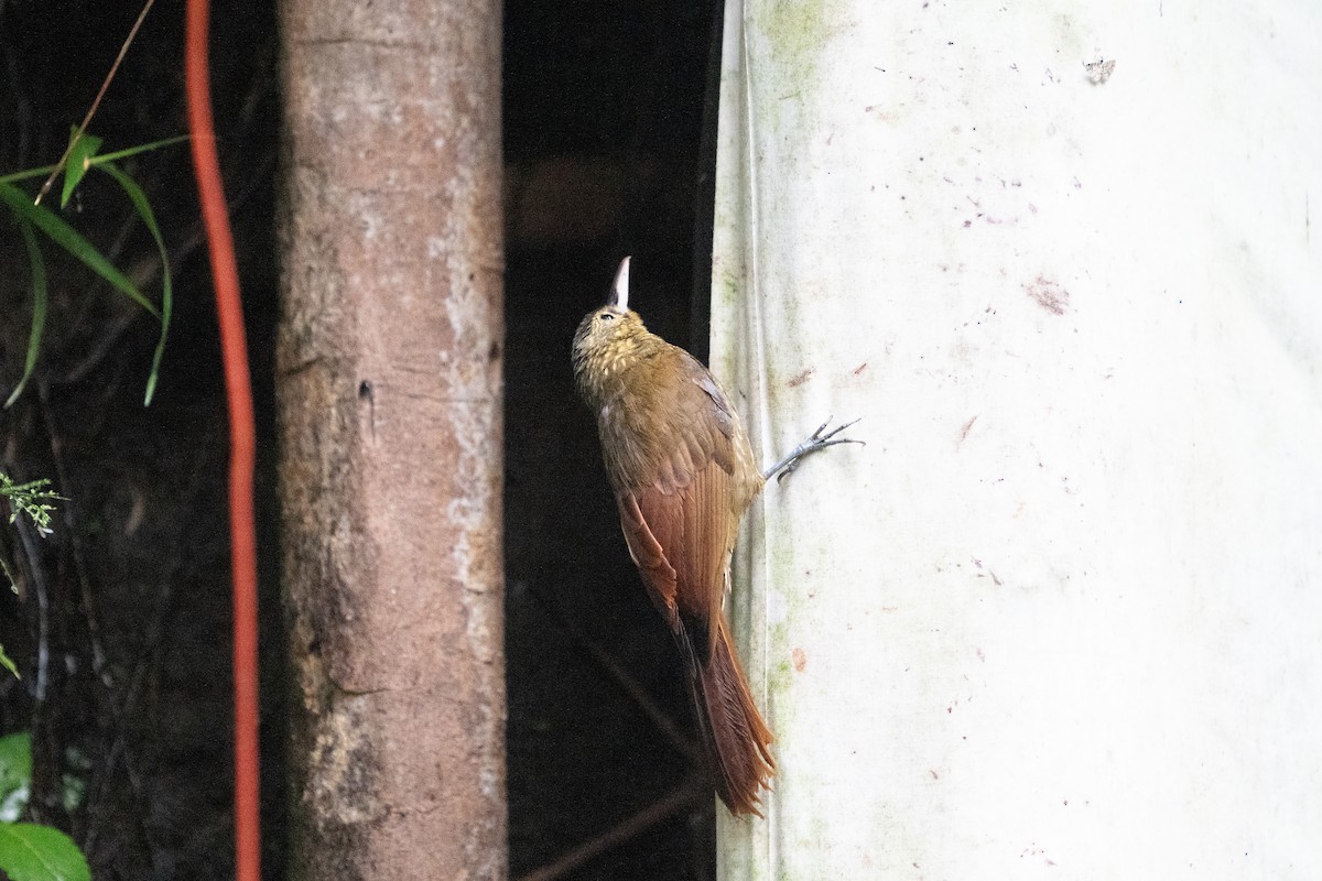 シロボシオニキバシリ - ML652578996