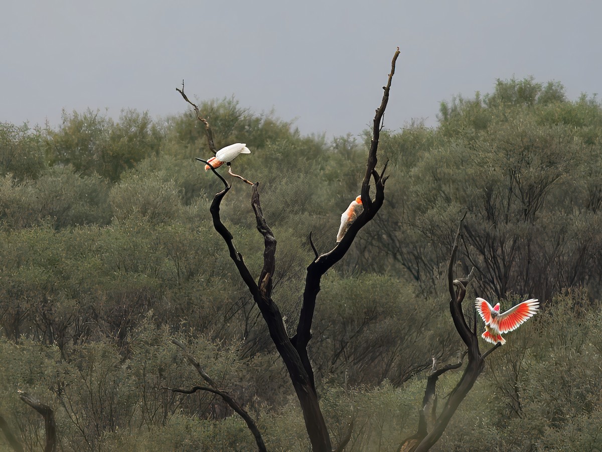 クルマサカオウム - ML652578997