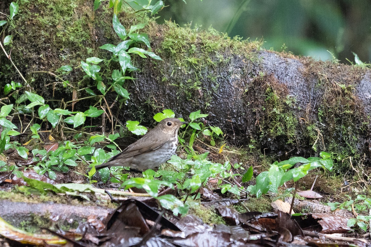オリーブチャツグミ - ML652578998