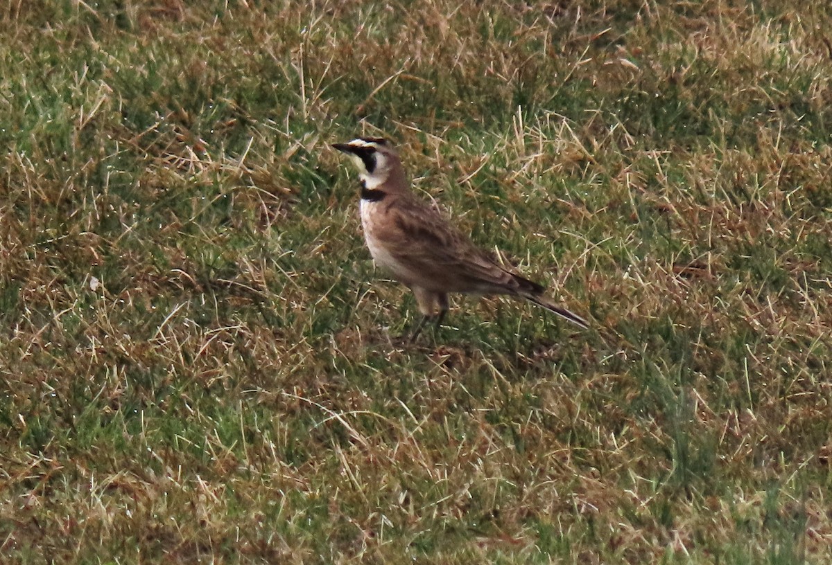 ハマヒバリ - ML652579329