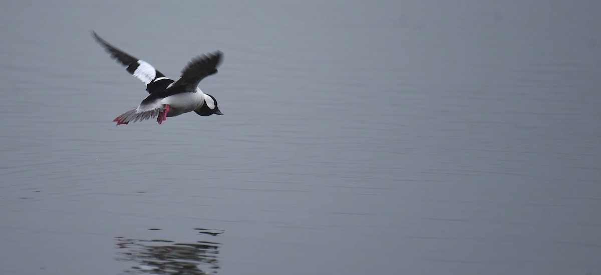 Bufflehead - ML652579447