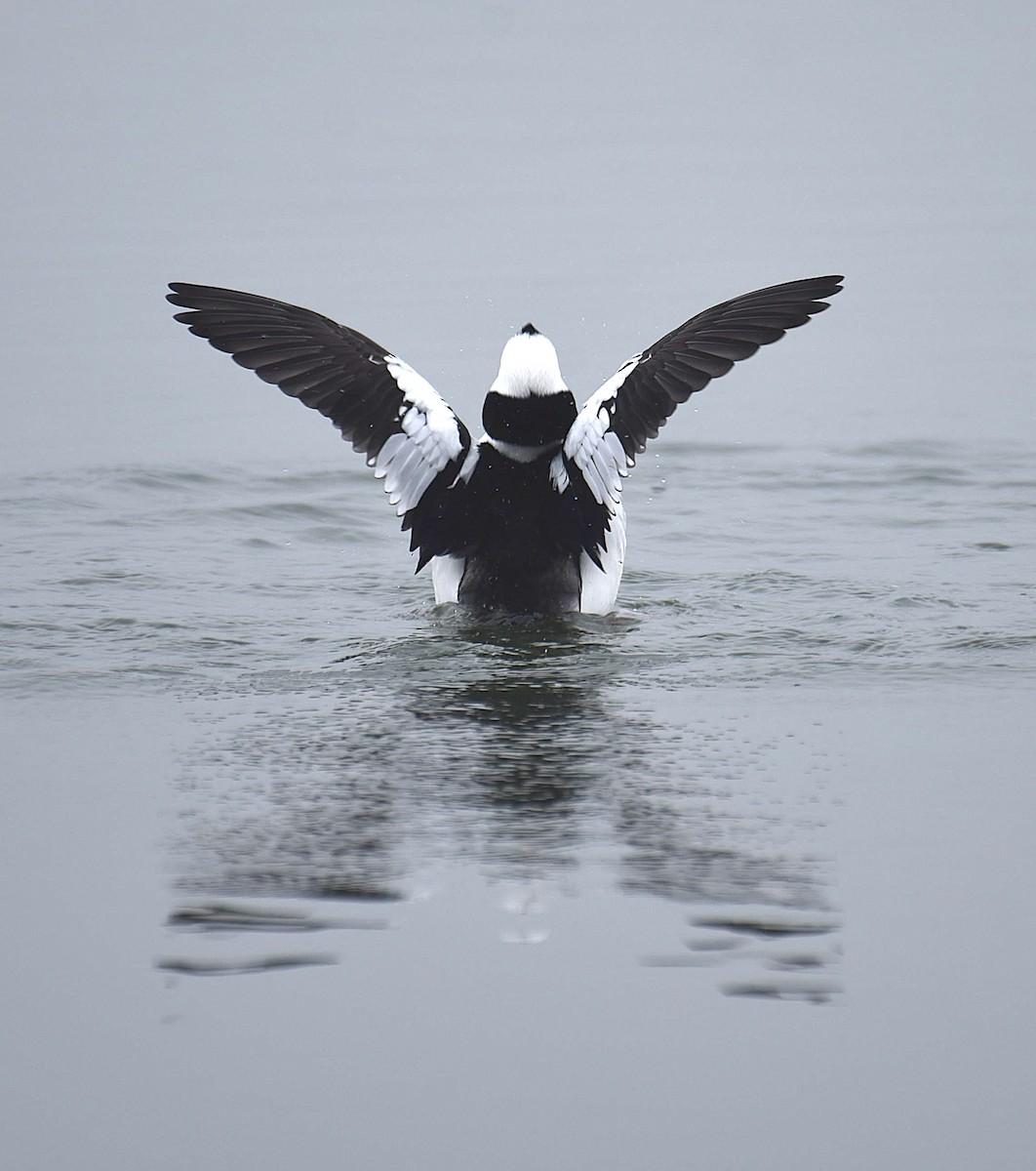 Bufflehead - ML652579450