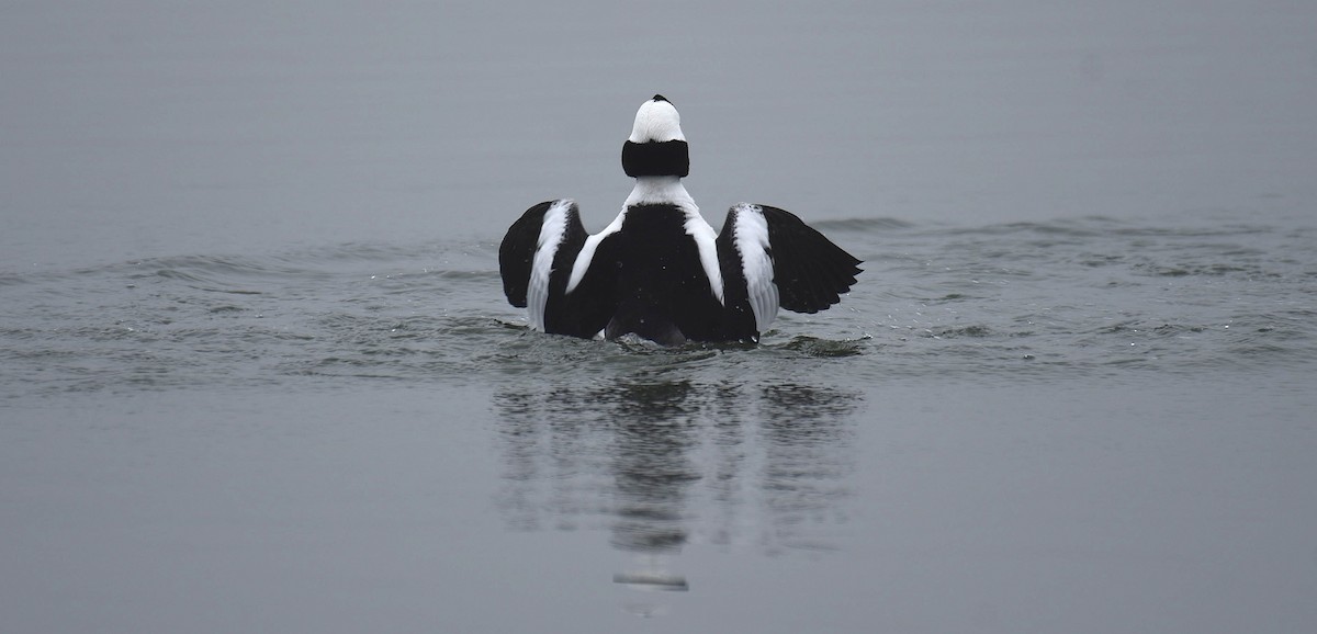 Bufflehead - ML652579452