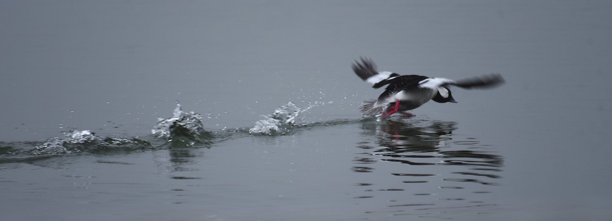 Bufflehead - ML652579453