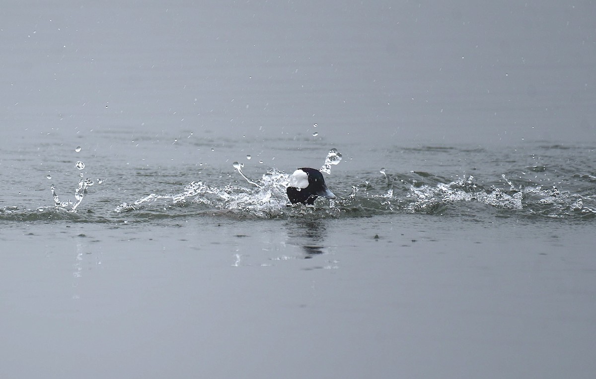 Bufflehead - ML652579454