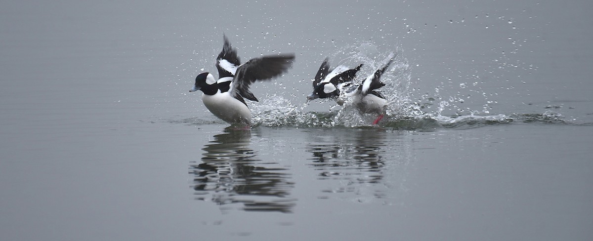 Bufflehead - ML652579456
