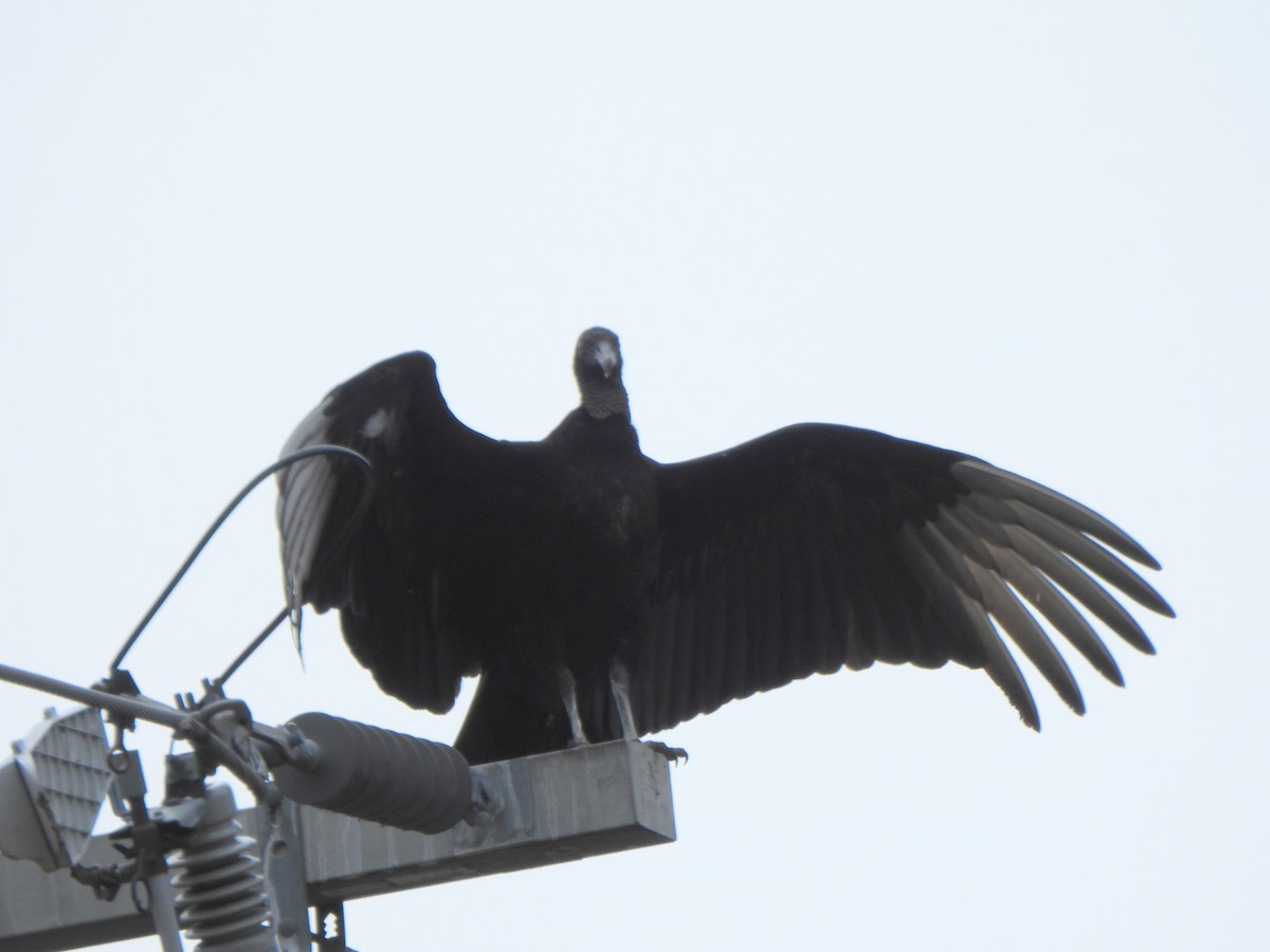 Black Vulture - ML652579457