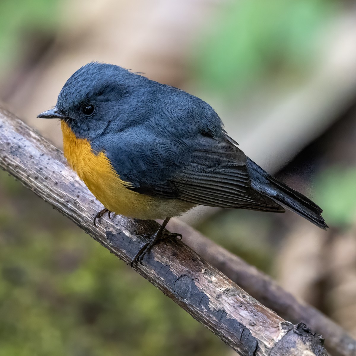 Slaty-backed Flycatcher - ML652579461