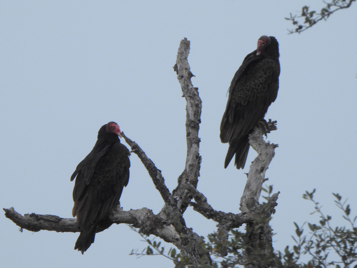 Turkey Vulture - ML652579464