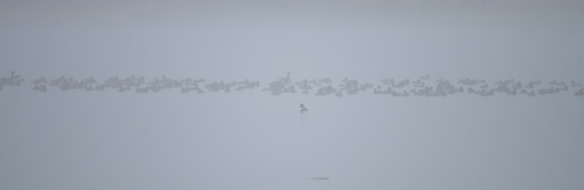 Common Goldeneye - ML652579465