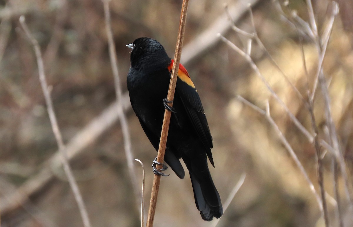 Red-winged Blackbird - ML652579470
