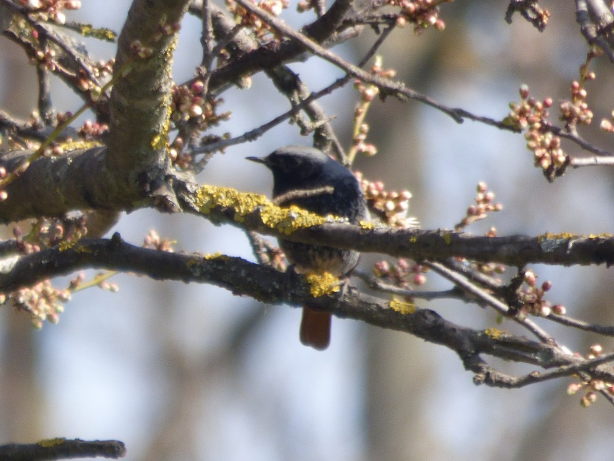 Black Redstart - ML652579471