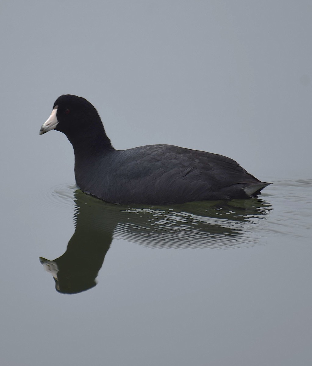 American Coot - ML652579472