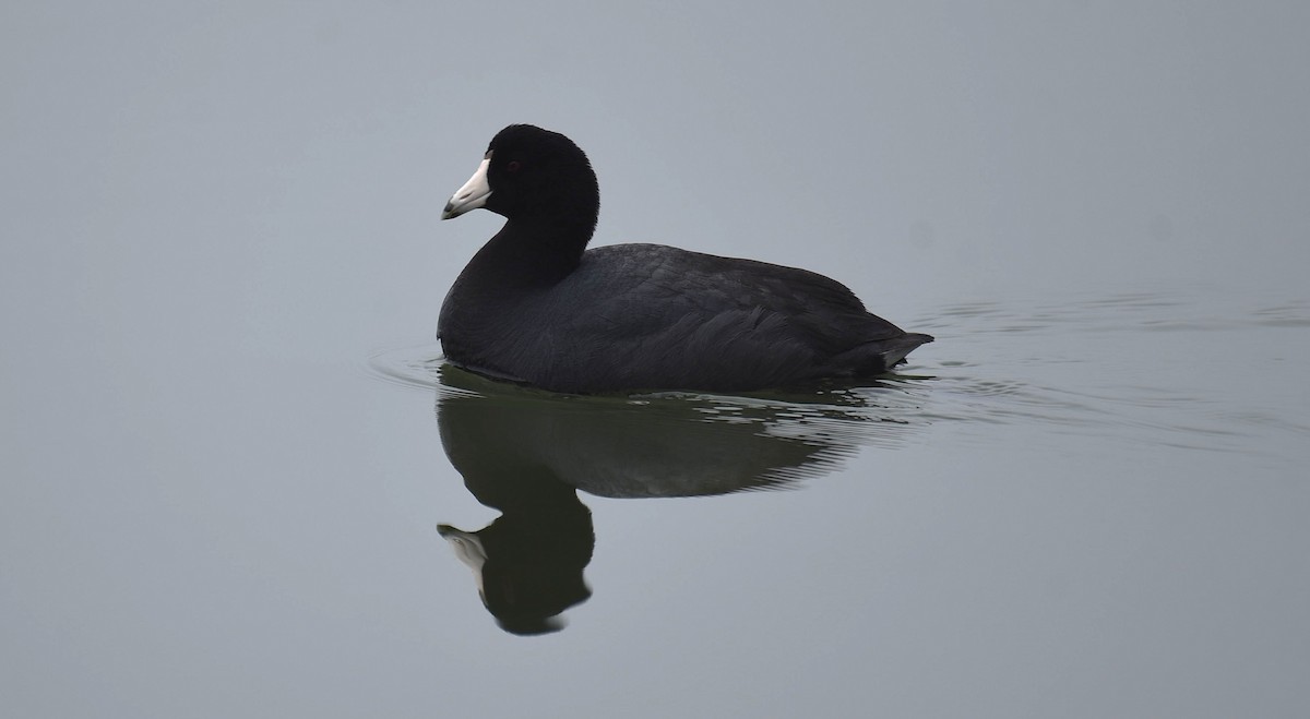American Coot - ML652579473