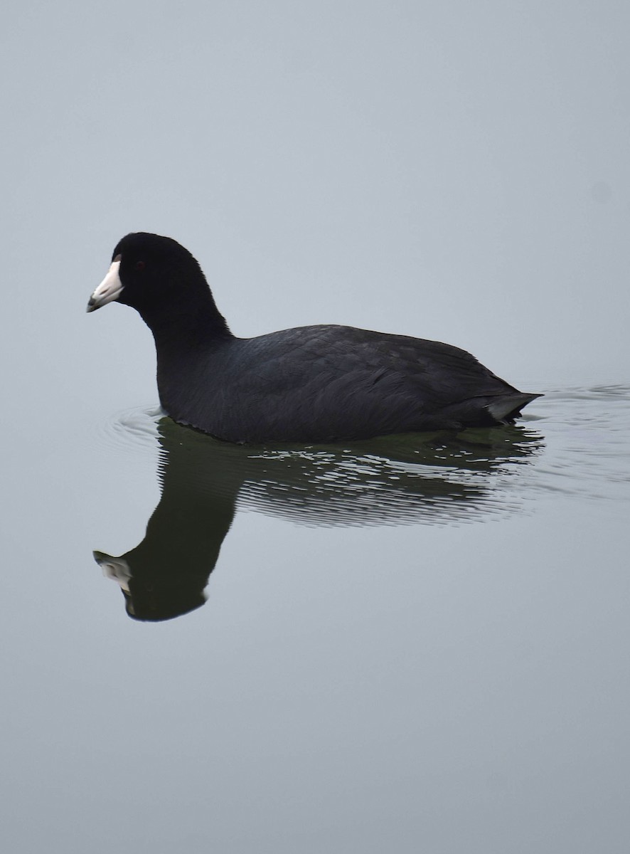 American Coot - ML652579474