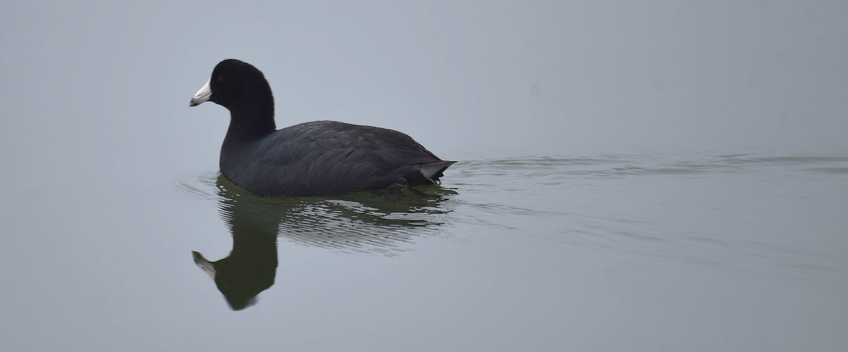 American Coot - ML652579475