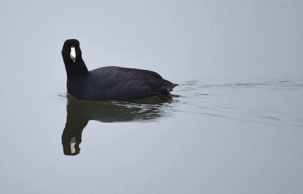 American Coot - ML652579476