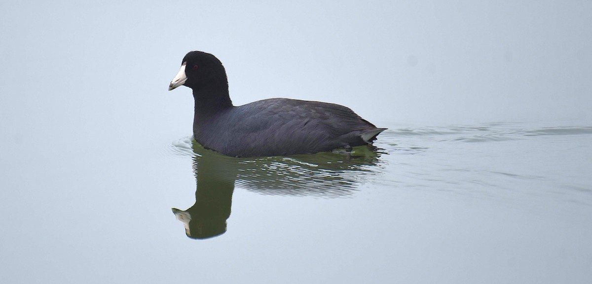 American Coot - ML652579477