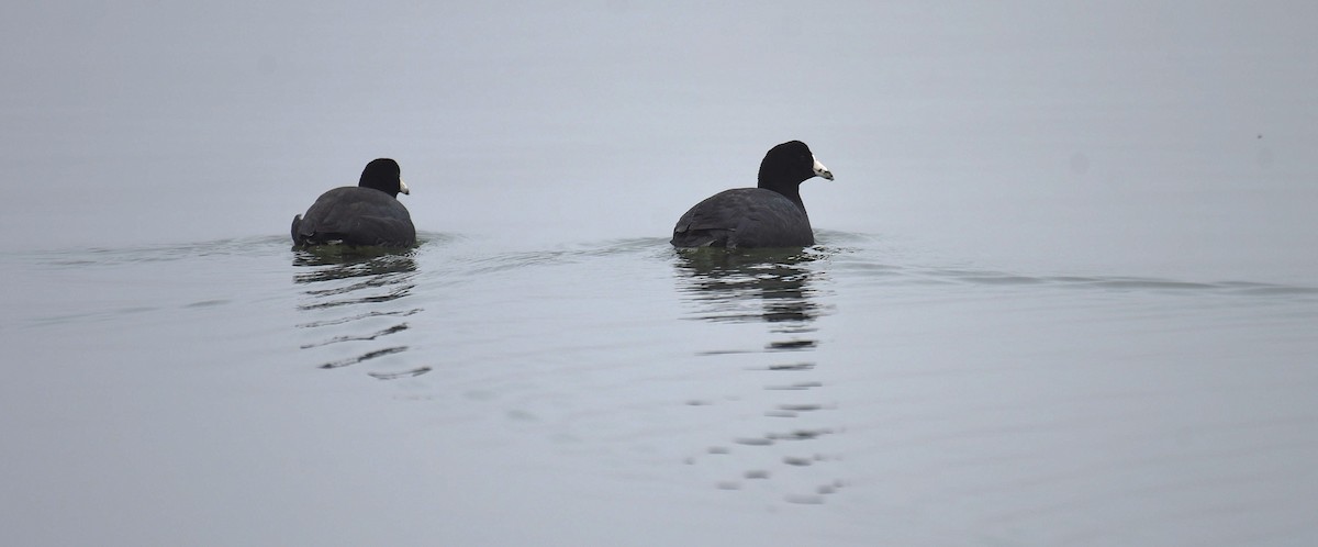 American Coot - ML652579479