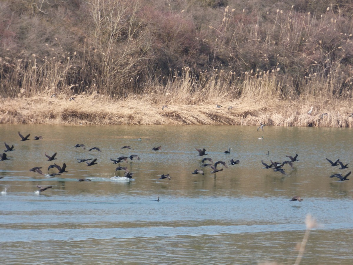 Great Cormorant - ML652579480