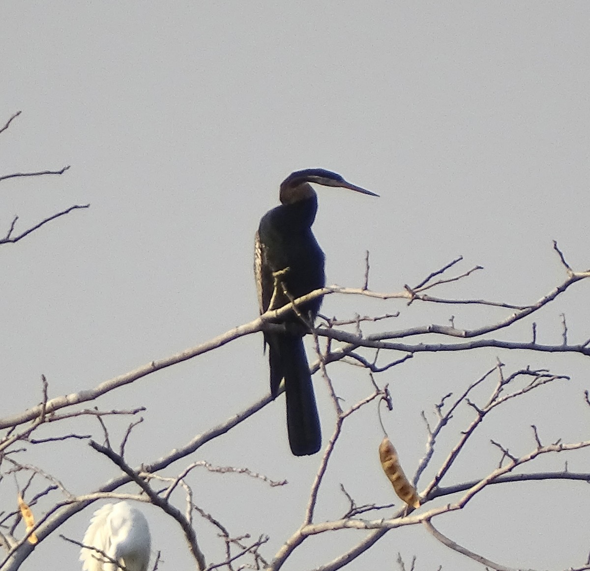 Oriental Darter - ML652579481