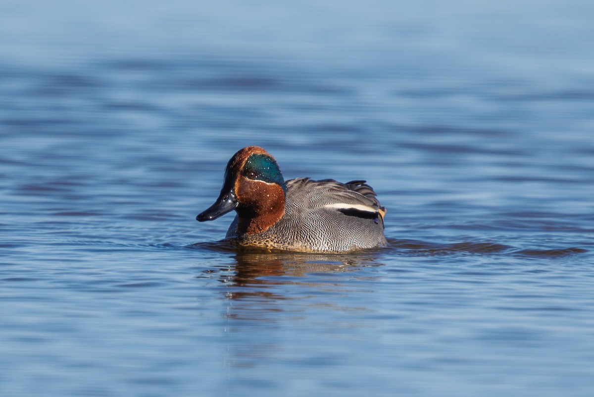 Green-winged Teal - ML652579482