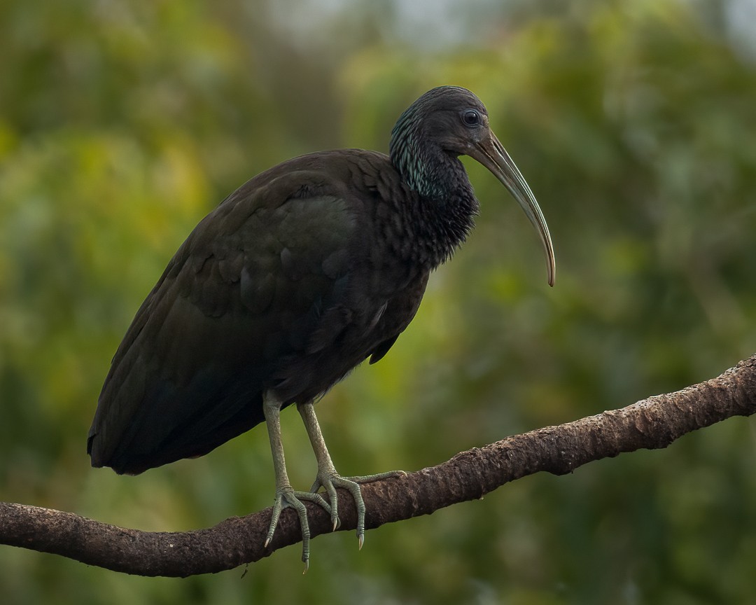 Green Ibis - ML652579484