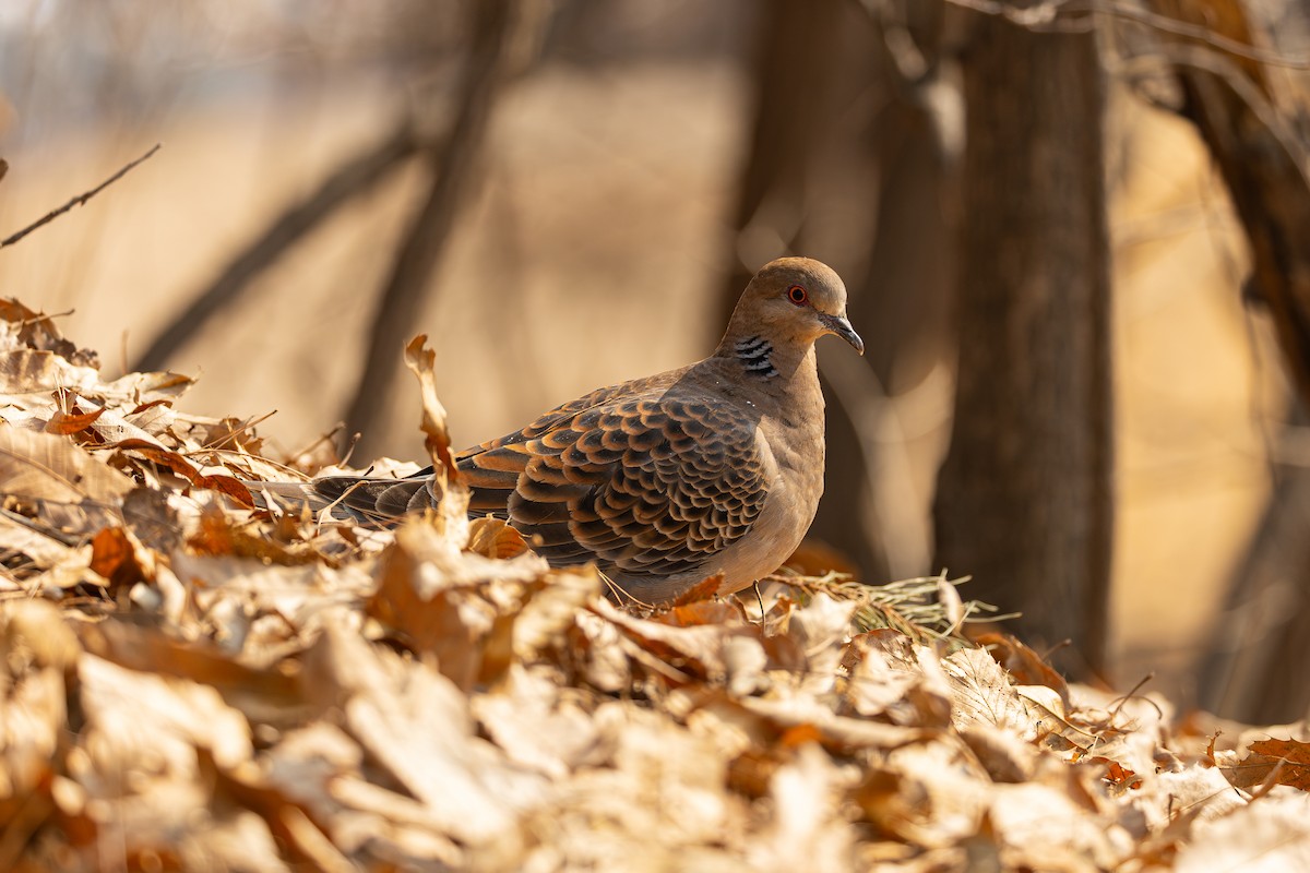 Oriental Turtle-Dove - ML652579486