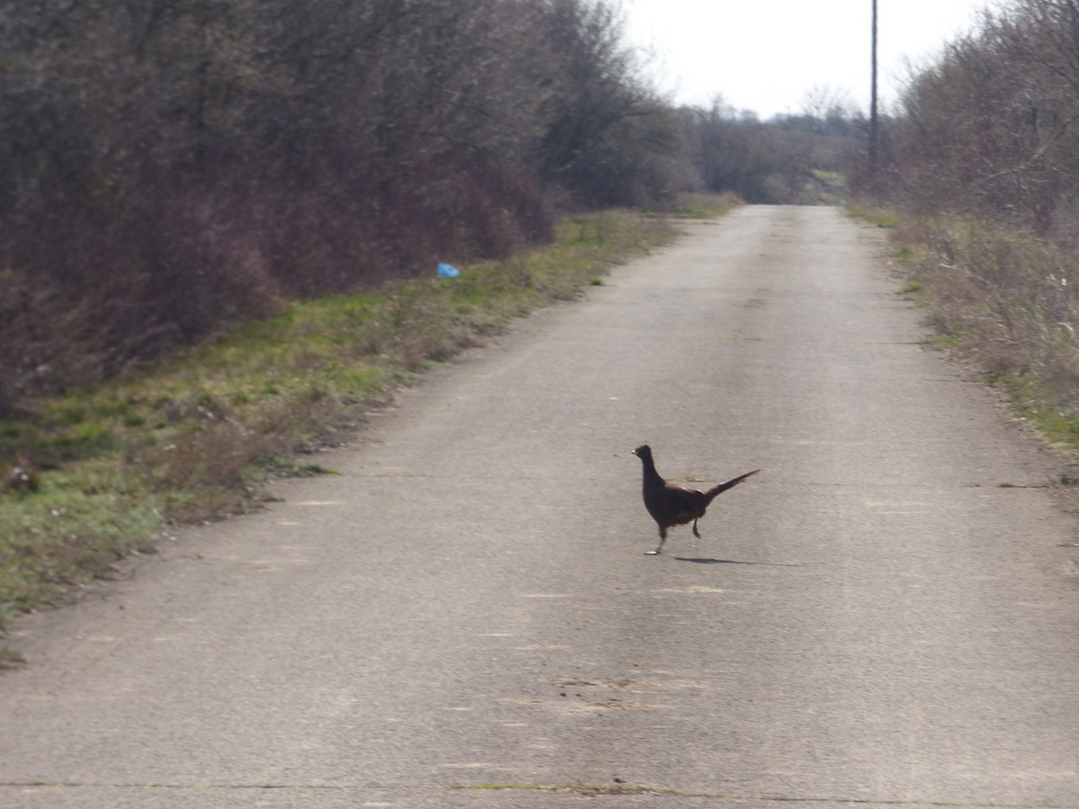 Ring-necked Pheasant - ML652579488