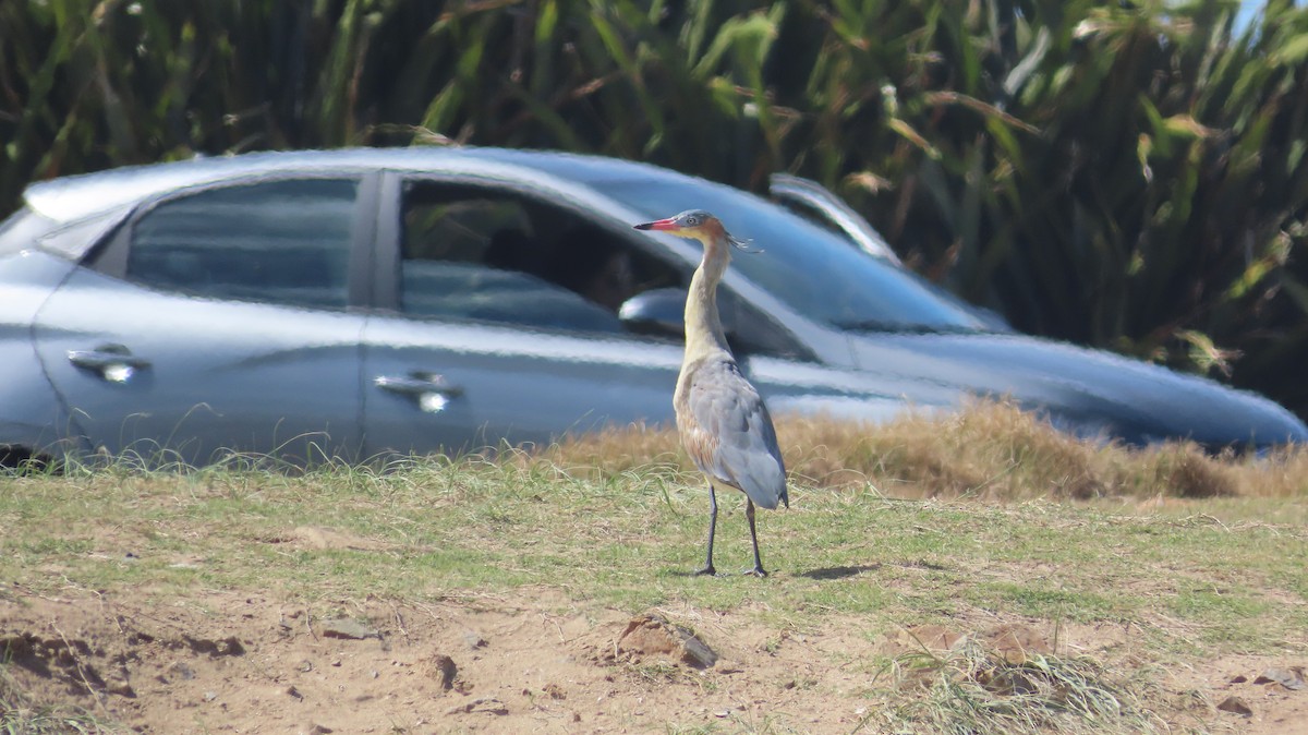 Whistling Heron - ML652579489