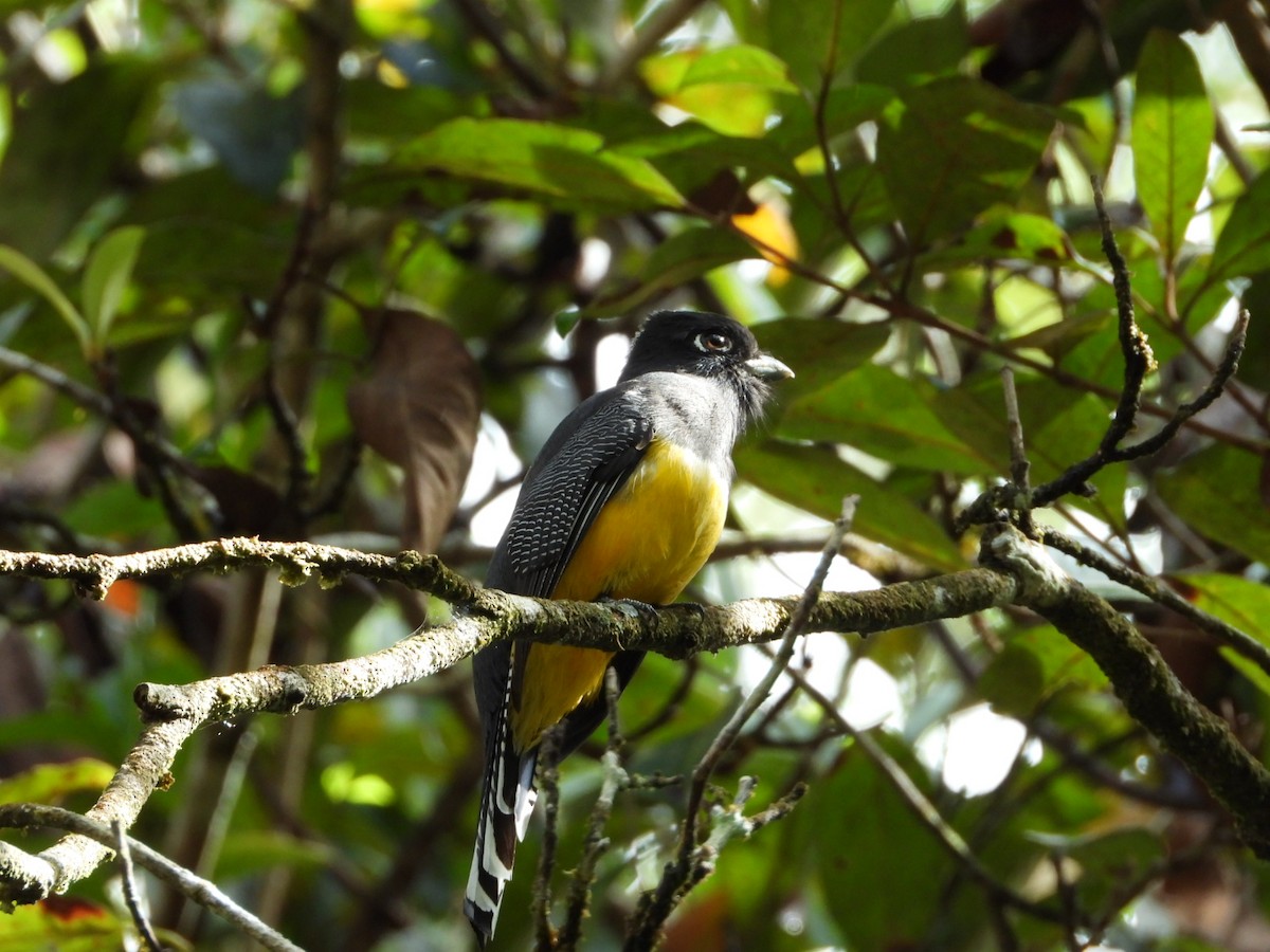 Gartered Violaceous Trogon - ML652579491