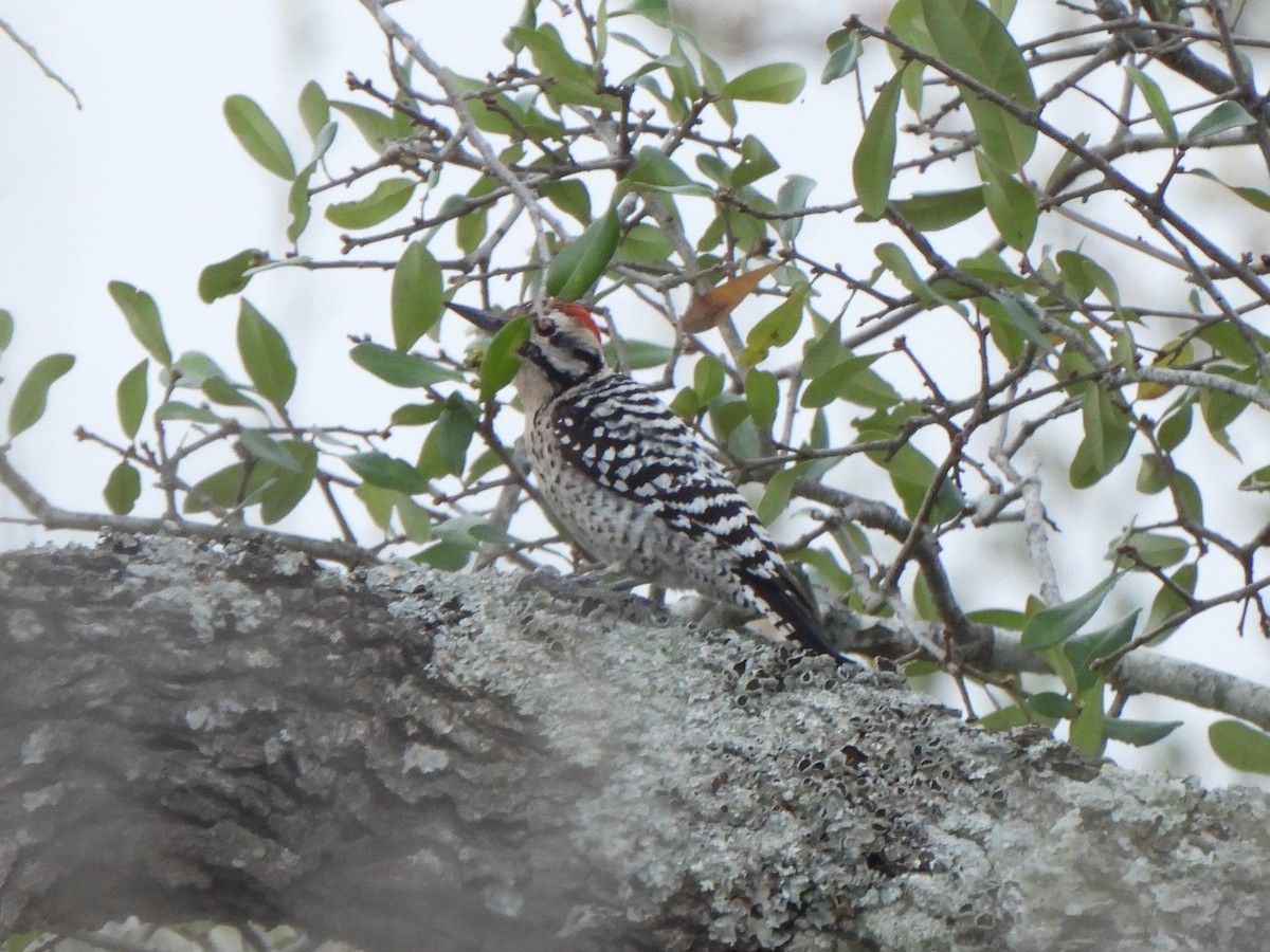 Ladder-backed Woodpecker - ML652579493