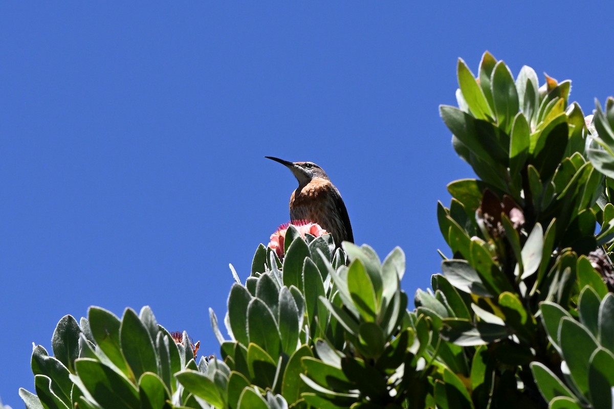 Gurney's Sugarbird - ML652579690