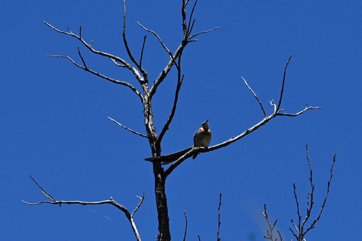 Gurney's Sugarbird - ML652579692