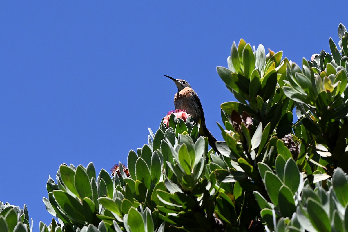 Gurney's Sugarbird - ML652579693