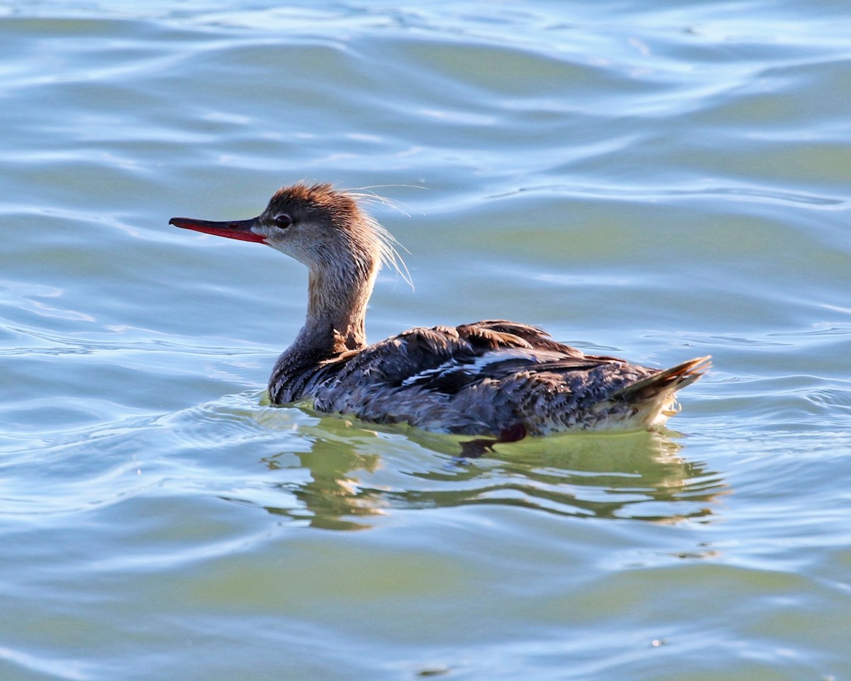 Red-breasted Merganser - Danielle Avery