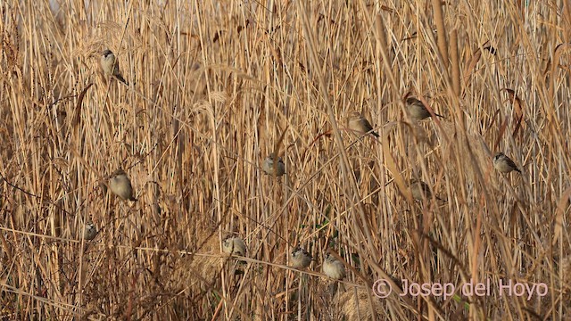 家麻雀 - ML652580052