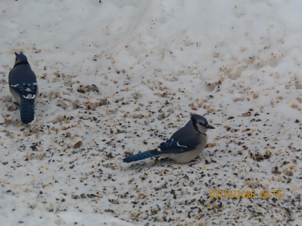 Blue Jay - ML652580084