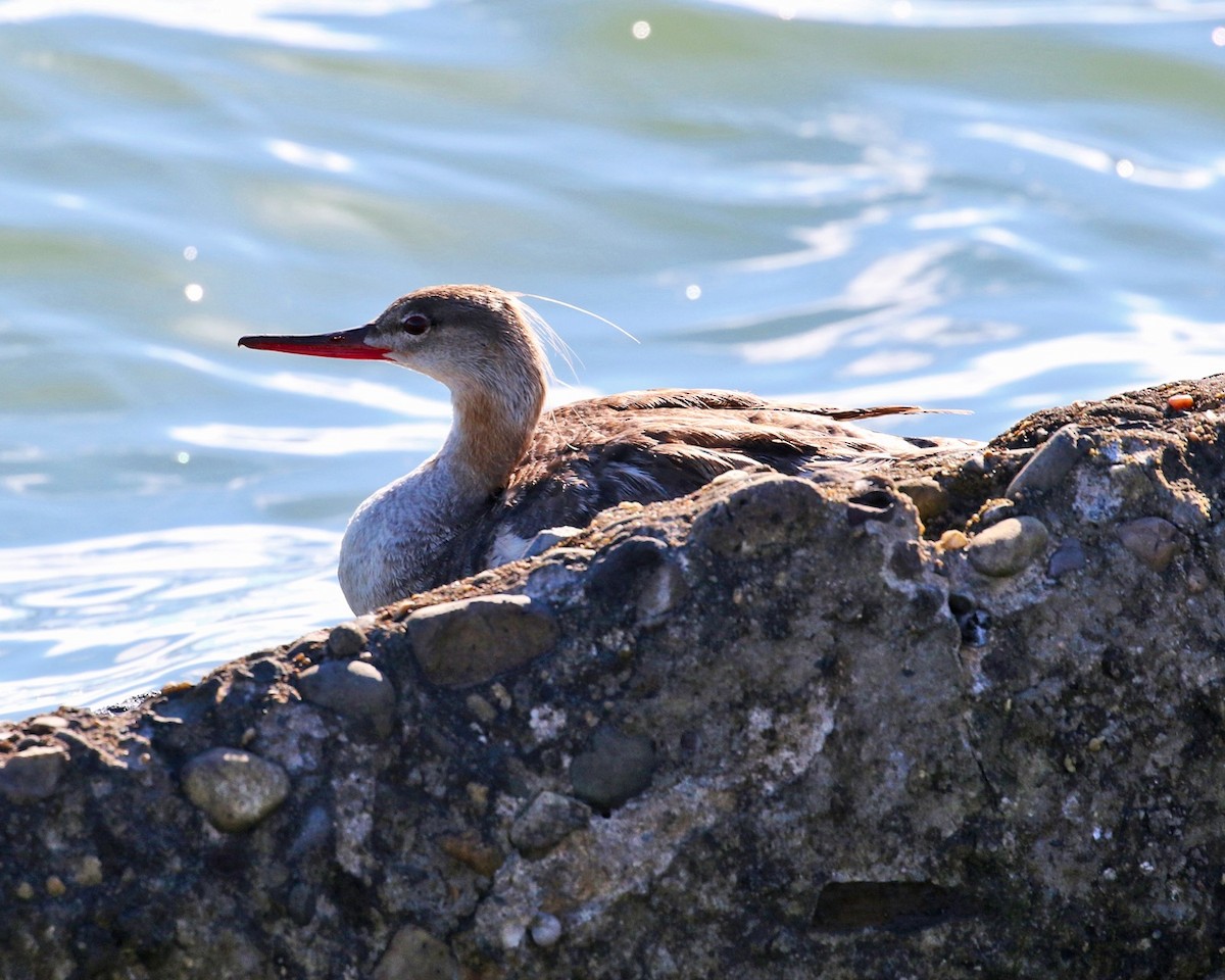 Red-breasted Merganser - ML65258011