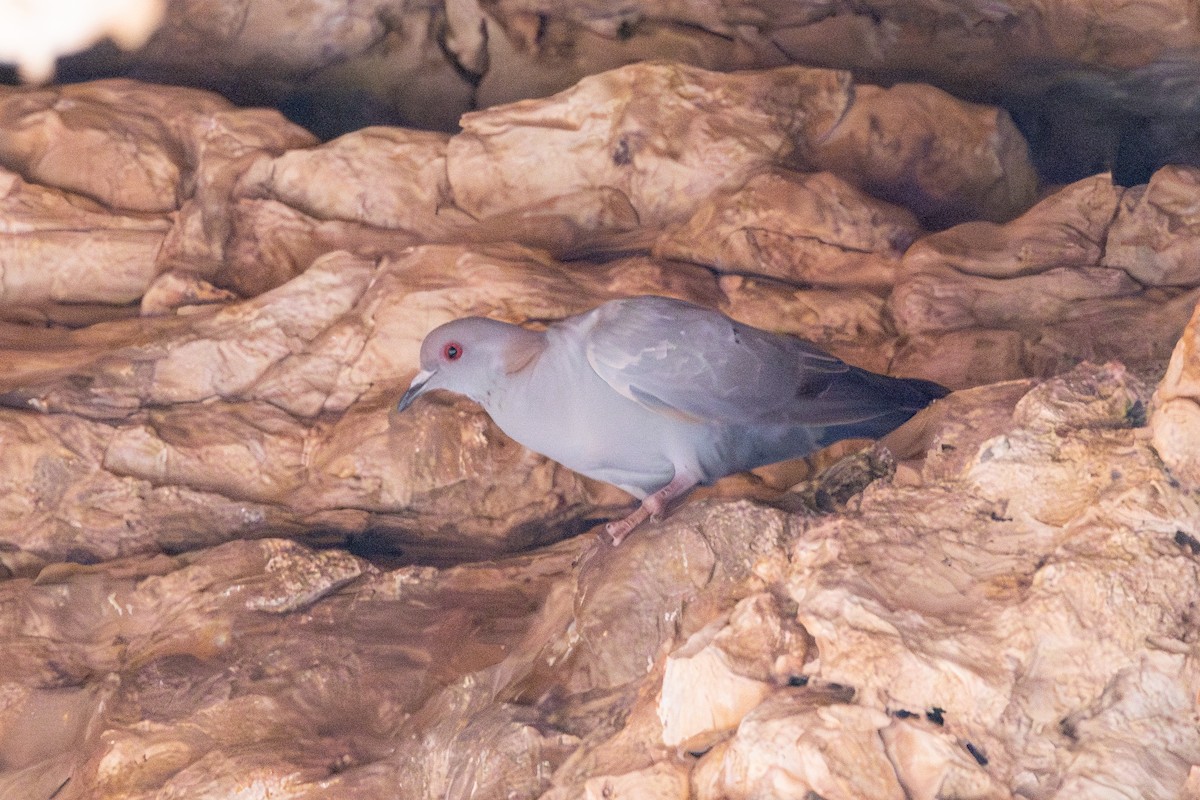 holub somálský - ML652580327